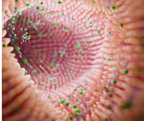 Probióticos en nuestra pared intestinal